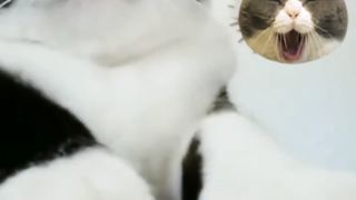 Kucing lucu pandai joget