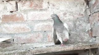 Gray lakha Gray aye breeder pair pigeon beautiful