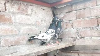 Ram puri pigeon beautiful breeder pair best flying