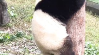Panda cubs enjoy carrying bamboo.