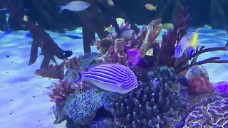 Fishs relaxing sound music pop