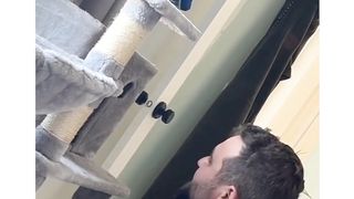 Cute Cats punch