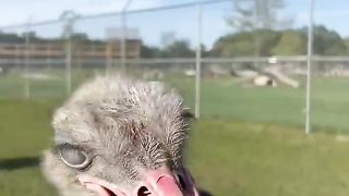 Animals bite scenes
