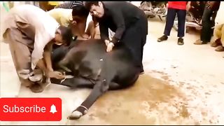 Funny wild cow movie