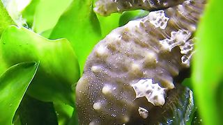Life of seahorse.