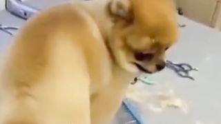 Cute Fluffy Dog getting Haircut