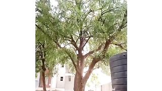 funny tree climb up