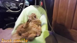 Funny pet 10