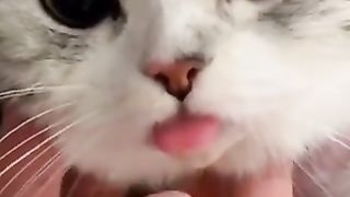 cat playing below