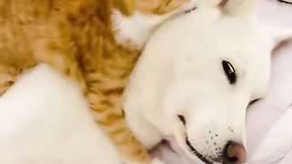 cat cleaning dog