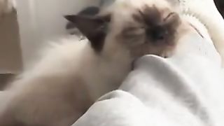 cat sleeping on feet