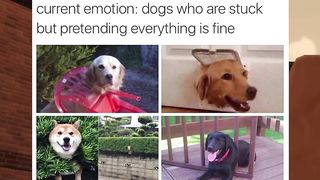Funny Internet Memes i found