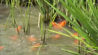 File name Indonesia's All-New Fish Farm Plans To Create Insane Sustainable Aquaculture Villages