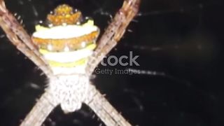 Spider's feast - the insert devourer