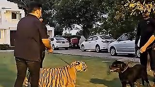 Dog want to fight Bengal tiger viral video in internet