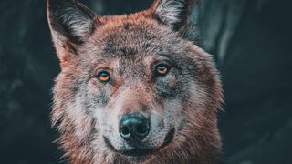 Fakta menarik hewan srigala