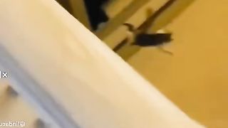 Klakuan absurd HEWAANNII