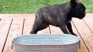Funny dog 49