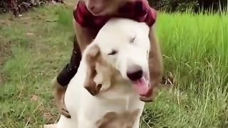 Funny Monkey Vs Dog Viral Video