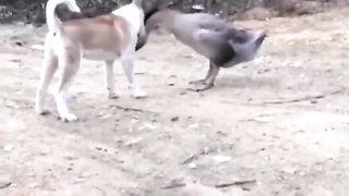 duck vs dog????????