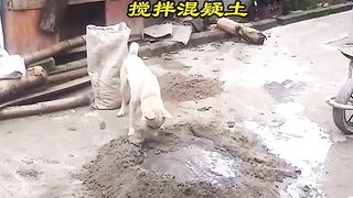 Very funny ???? dogs