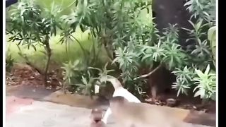 Funny Cat Viral Video 45