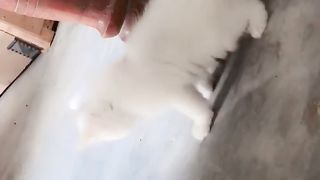 cat flying cats funny