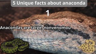5 Unique Facts about anaconda