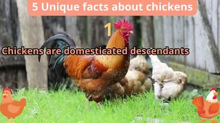 5 Unique Facts about chickens