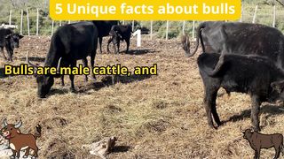 5 Unique Facts about bulls