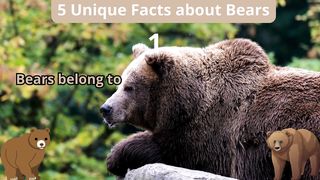 5 Unique Facts about bears