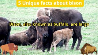 5 Unique Facts about bison