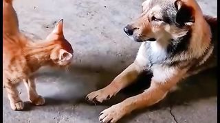 Compilation of Funniest Cat Videos Ever! (Try not to laugh)