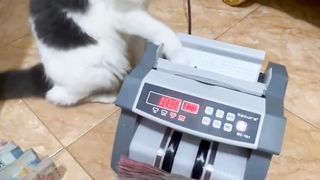 Kucing lucu banyak duit