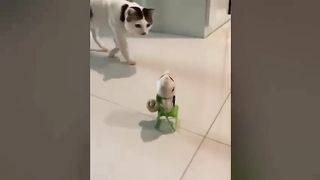 funny dog and cat video funniest animals videos