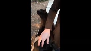 FUNNY CAT MEMES COMPILATION OF 2023 19