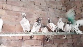 Beautiful pigeon young parvazi pigeon best flying