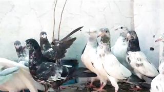 Beautiful pigeon young pathian pathay