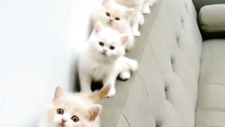 Jogetnya para kitten lucu bikin gemas
