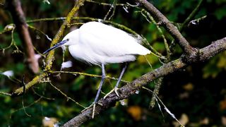 Brid | White Bird | Nature Beauty | Animal Videos