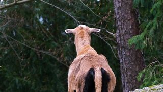 Sheep | Animal Videos | Golden Sheep | Nature Beauty