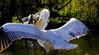 White Brids | Water | Beautiful Video 2023 | Natural Beauty