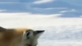 Si_vous_riez,_vous_restart,_part_29_#animals_#funnyanimals(720p).