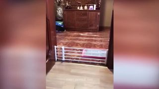 Animaux les plus drôles 2023 ???? Vidéos drôles de chats et de chiens ???????? Animaux drôles 3
