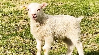 So funny#fyp #funnyanimals #goat