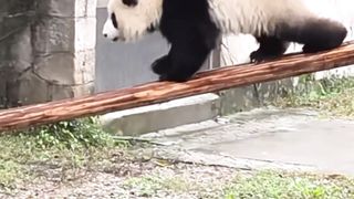 Oppression from Panda Mom