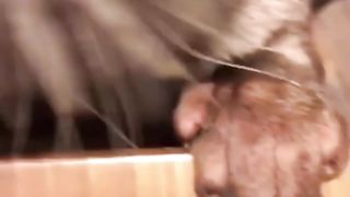 Otters Making Strange Noises For Food Compilation Best Funny Animal Videos | Funny Short Animal Videos