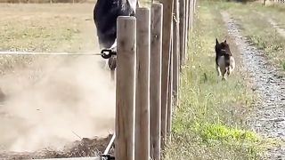 Dog vs horse