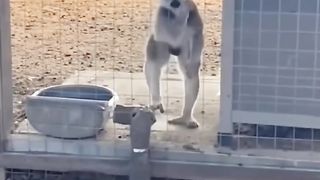 FUNNY ANIMALS ❗???? FUN FUN WITH CATS, DOGS, PARROTS AND OTHER
