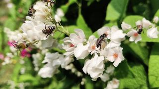 "Sweet Symphony: Honey-infused Culinary Magic Unveiled"
